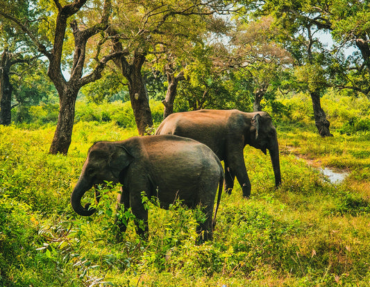 The Gentle Giants of India